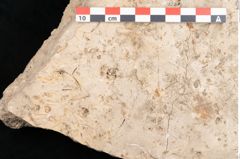 Foto (Detailansicht) von Plantae indet.  (NHMW-GEO-2024-0188-11654)